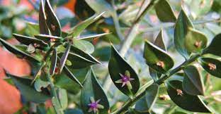 Butcher S Broom Root Http Herbalhealthreview Com Butchers Broom Root Herbalism Butcher Broom