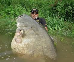This Is A Giant Flathead Catfish Caught Out Of The Missouri River Setting A New World Record At 273lbs River Monsters Big Catfish Catfish Fishing