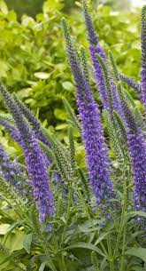 This Is A Variety That Has The Texture A Deer Will Avoid So The Beautiful Purple Spikes Will Not Disapp Plants Deer Resistant Perennials Deer Resistant Plants