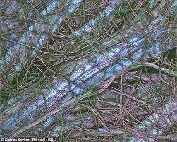 Venus flytrap under a microscope. Microscope And Fluorescent Light Reveals Beauty Of A Plain Sheet Of Paper Daily Mail Online