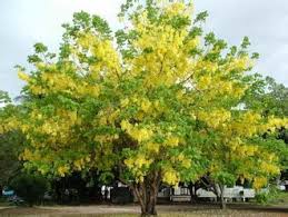 Hal ini karena perawatannya mudah warna yang terang dan dapat dibuat sebagai minuman membuat tanaman lemon banyak di tanam dalam pot. Pokok Yang Sesuai Ditanam Di Halaman Rumah Teringin Nak Juga Ada Tanaman Dalam Rumah Nilah Dia Pokok Ramai Yang Berkebun Di Halaman Rumah Rranyekell