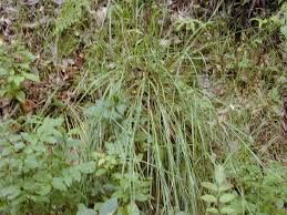 Image result for Paspalum scrobiculatum