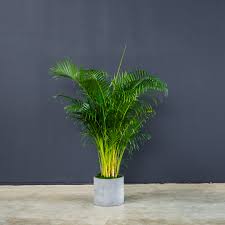 Image result for Dypsis