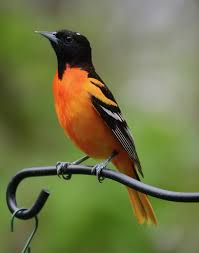 Birds That Look Like Baltimore Orioles Baltimore Oriole By P Neil Ralley Baltimore Orioles Birds Oriole Bird Backyard Birds