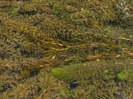 Image result for Potamogeton crispus
