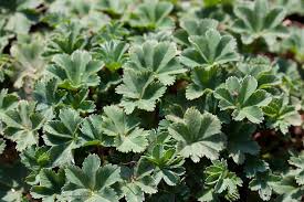 Image result for Alchemilla ellenbeckii