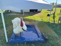 Rory Pond's Summer Pig-Nic