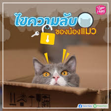 เจ้าแมวหน้าเหวอนี้ เกิดจากลวดลายของมันที่ทำให ้ดูเหมือนว่า มันอ้าปากค้างตะลึงงันกับทุ กสิ่งตลอดเวลาเรื่องราวความ. à¸šà¸—à¸„à¸§à¸²à¸¡à¸™ à¸²à¸£ à¸¢ à¸›à¸› à¹à¸®à¸›à¸›