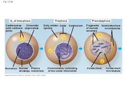 In animal cell cycle centriole duplicates during. Chapter 12 The Cell Cycle Power Point Lecture