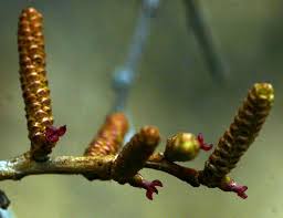 Image result for Spirostachys