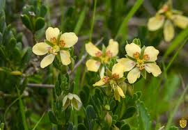 Image result for Kalaharia uncinata