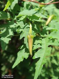 Image result for Dicoma arenaria