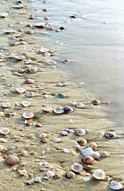 Pinterest Sea Shells Ocean Beach I Love The Beach