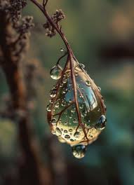 Uma gota de chuva está pendurada em um galho. | Foto Premium