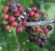 Image result for Zanthoxylum