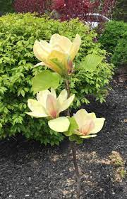 My Neighbor Richard Gave Me Several Magolias This Spring They Were All Young Plants But This Sunsation Bloomed Like Crazy D Plants Magnolia Flowering Shrubs