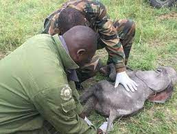 Uncategorized Archives - Page 135 of 179 - Mara Elephant Project