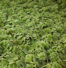 Image result for Salvinia hastata
