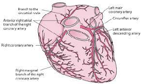 The coronary artery and the circumflex artery are responsible for delivering oxygenated blood to the heart and. Overview Of Coronary Artery Disease Cardiovascular Disorders Msd Manual Professional Edition
