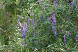 Image result for Vicia