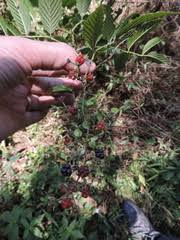 Image result for Rubus pinnatus