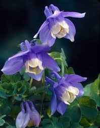 Image result for Aquilegia flabellata ministar