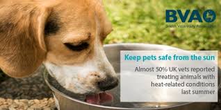 Louis are about to soar to triple digits and it can be especially dangerous for our furry friends. Vet Warning For Pets As Summer Heat Returns Veterinary Industry News Vetclick
