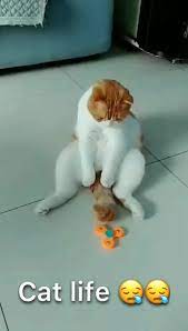 Video Pin Oleh Annesolling Di Happy Pet Lover S Videos Meme Kucing Kucing Dan Anak Kucing Piaraan