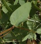 Image result for Triaspis macropteron