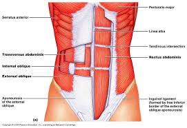 Sometimes, the way muscles interact with other muscles are incorporated into their names. Ch 09 Fiber Orientation In Naming Muscles