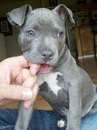 pin on opie