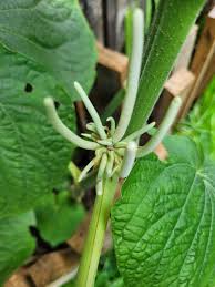 Image result for Piper umbellatum