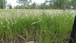 Image result for Imperata