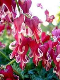 Black And White Bleeding Heart Flower Images Pin On Lawn And Garden