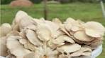 Fresh Oyster Mushrooms for Sale - Grown with Care