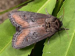 Image result for Micractis bojeri