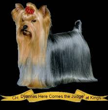 Yorkie for sale in south africa. Yorkie Breeder Akc Yorkshire Terrier Breeder Exhibitor In Roseburg Or