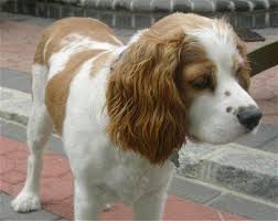 A Junkee Shoppe Cavalier King Charles Spaniel King Charles Cocker Spaniel Cavalier King Charles