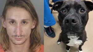 Florida man accused of severely beating his dog, deputies say