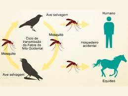Saiba Tudo Sobre A Febre Do Nilo Em Cavalos E Criadores Lance Rural