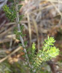 Image result for Tephrosia meisneri