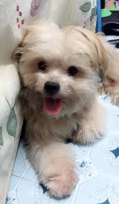 Dog Rescue Philippines