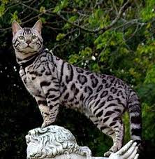 55 Cat Breeds I Want Ideas Cat Breeds Cats Crazy Cats