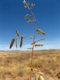 Image result for Eragrostis nindensis