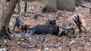 How do we do our hog hunting with dogs? Scdnr Hog Hunts With Dogs Are Set Up For Public