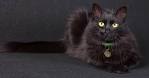 What kind of Black Cat Breed do I have? - CatTamboo® Pet Toys