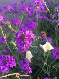 Image result for Verbena rigida