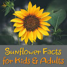 Maybe you would like to learn more about one of these? Sunflower Facts For Kids And Adults To Discover