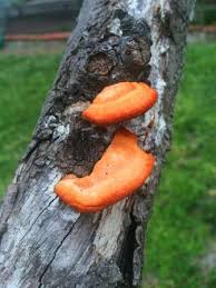 These tall, full trees can serve. Treating Fungal Growth On Fruit Trees The Links Site