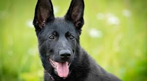 The german shepherd comes in three varieties: Black German Shepherds Puppies Genetics More With Pictures